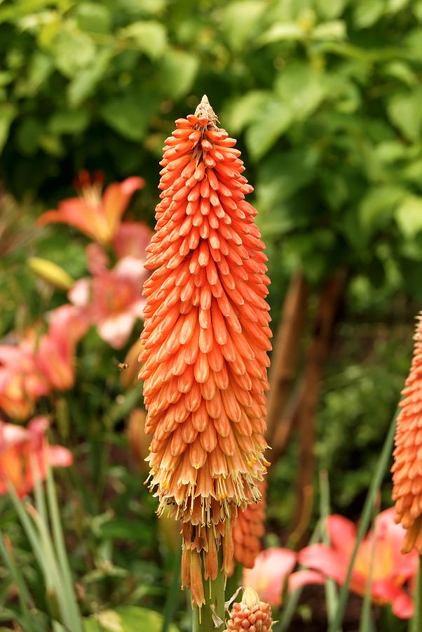 Orange Torch Lily Digital Art by Eva Kaufman - Fine Art America