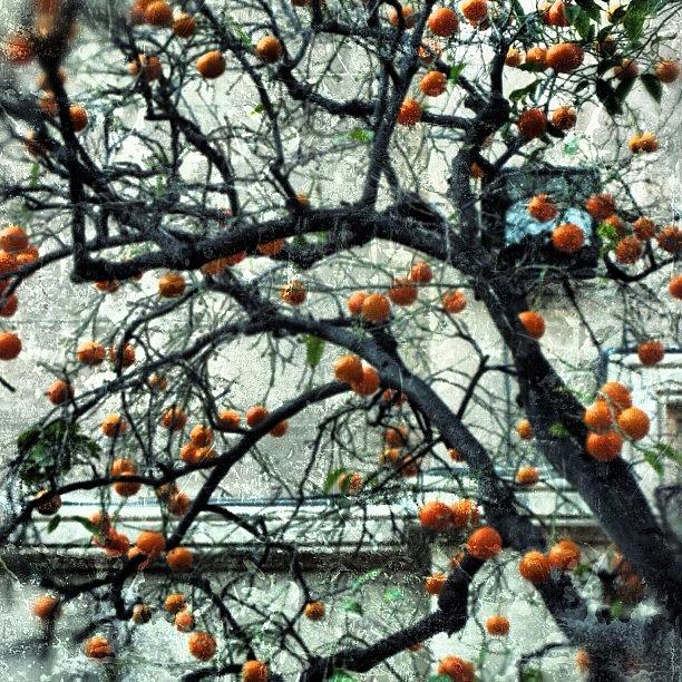 Orange Tree - Barcelona Photograph by Joel Lopez