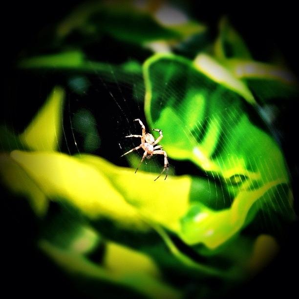 Spider Photograph - Orange Tree Visitor by S Michelle Reese