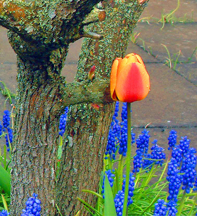 Orange Tulip And Bluebells Photograph