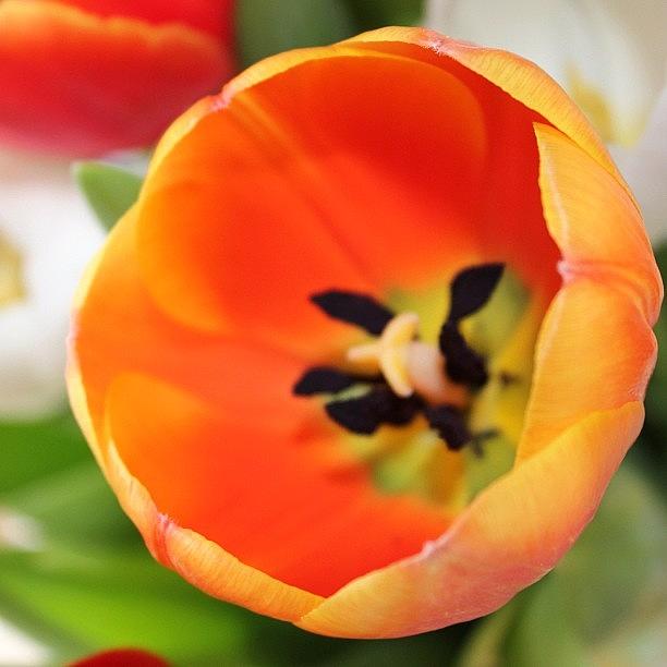Orange Tulip Photograph by Unique Louise