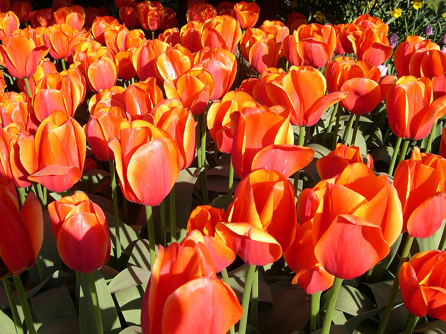 Orange tulips Digital Art by Claude McCoy