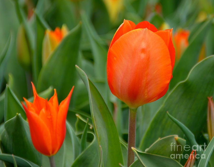 Orange Tulips Photograph by Debbi Granruth