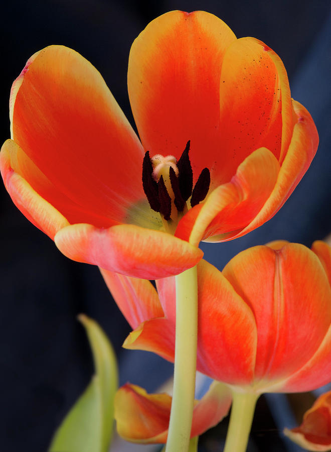 Orange tulips Photograph by Gary Eason