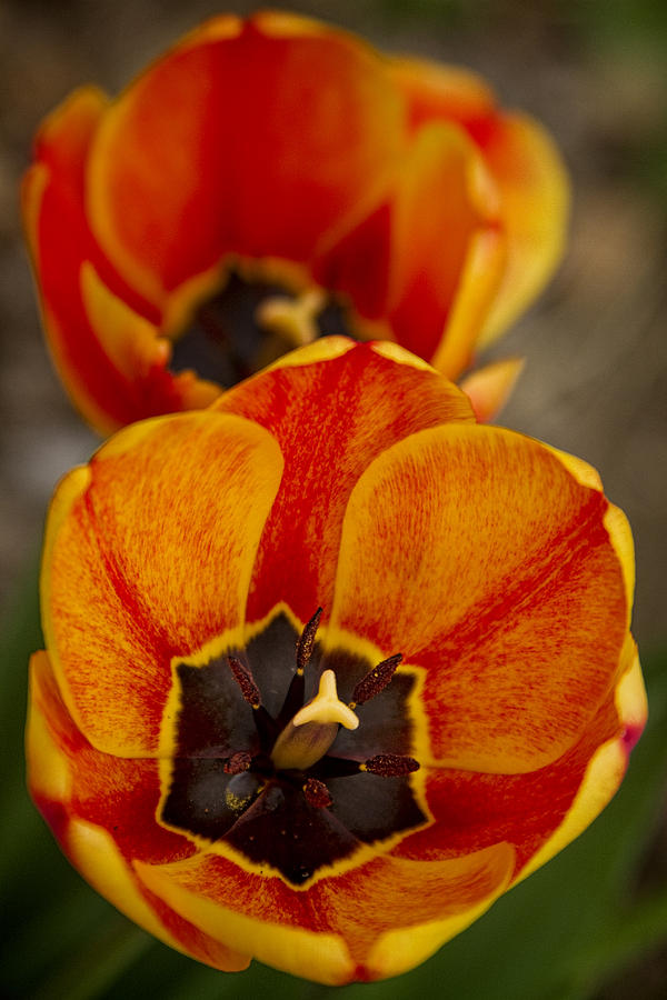 Orange Tulips Photograph by James BO Insogna