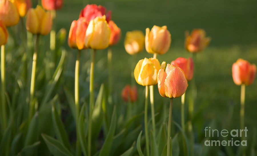 Orange tulips Photograph by Kati Finell