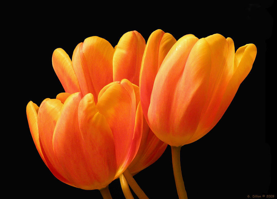 Orange Tulips on Black Photograph by Grace Dillon - Fine Art America