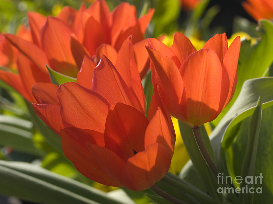 Orange Tulips Photograph by Steev Stamford