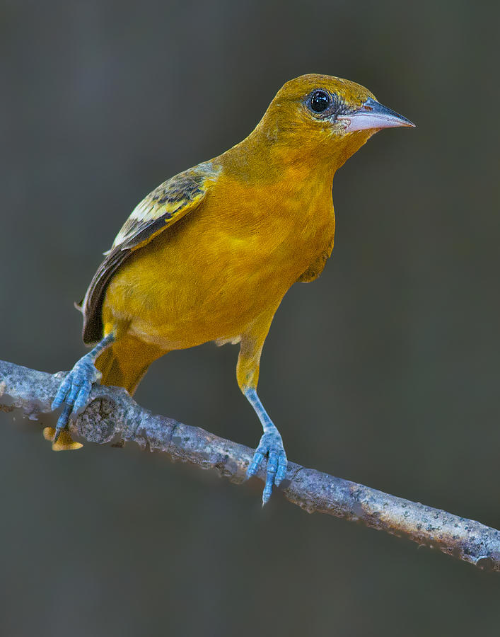 Orange Warbler Photograph by Don Wolf