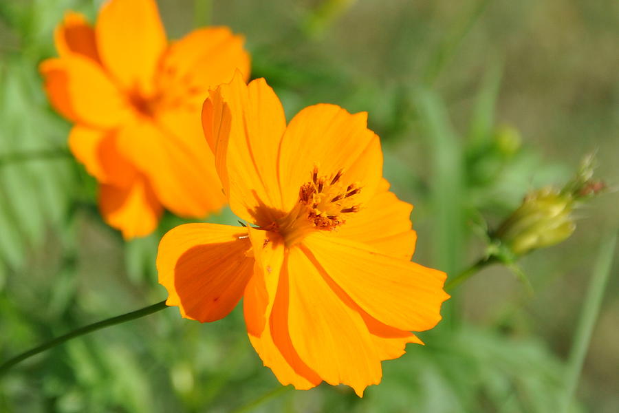 Orange Wildflower Photograph by Christine Stonebridge