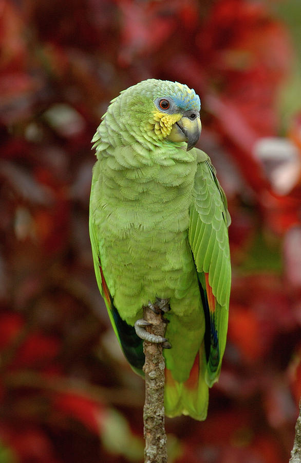 Bird Photograph - Orange-winged Parrot Amazona Amazonica by Pete Oxford