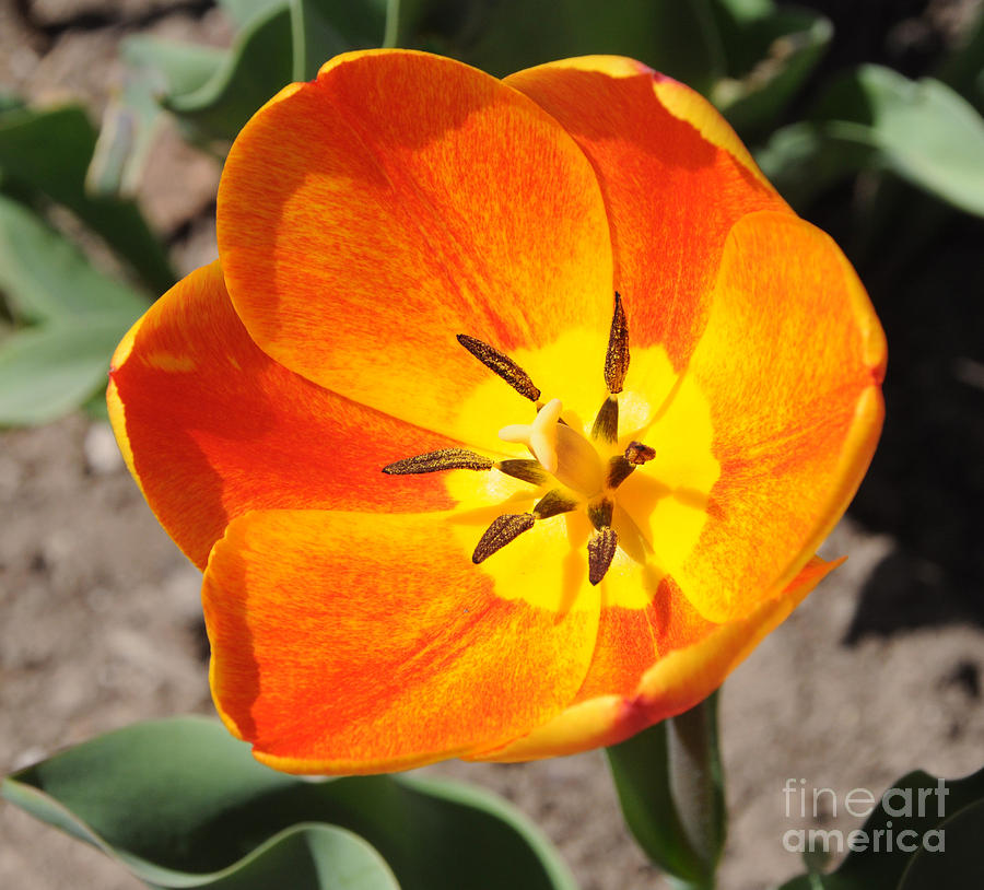 Orange Yellow and Red Tulip Photograph by Gary Whitton