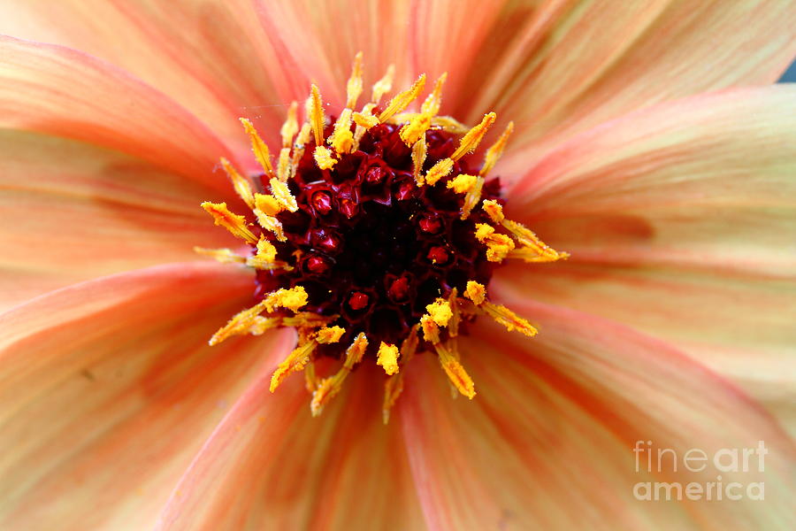 Orange Yellow Dahlia . 7D14563 Photograph by Wingsdomain Art and