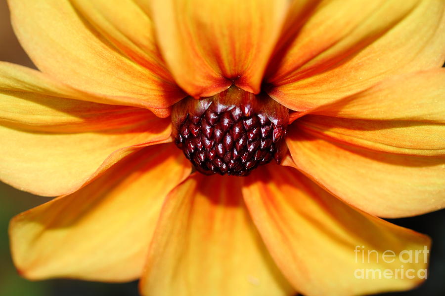 Orange Yellow Dahlia . 7D14622 Photograph by Wingsdomain Art and Photography