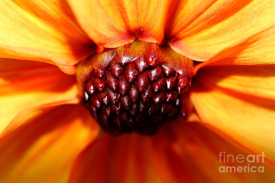 Orange Yellow Dahlia . 7D14623 Photograph by Wingsdomain Art and Photography