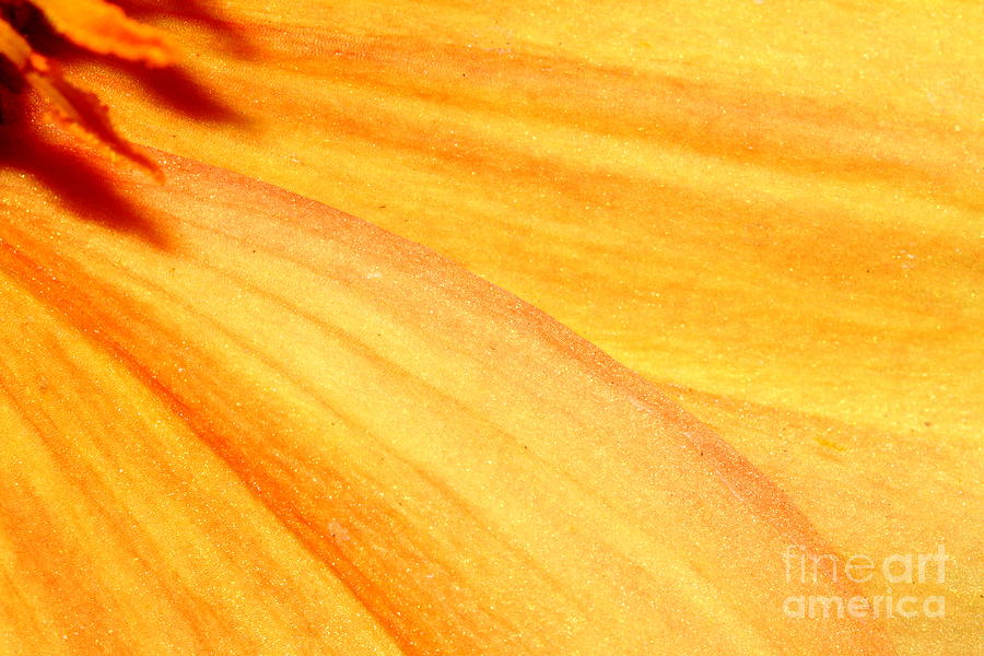 Orange Yellow Dahlia Petals . 7D14731 Photograph by Wingsdomain Art and Photography