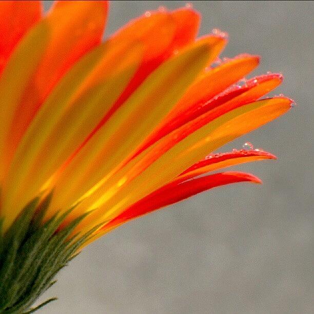 Daisy Photograph - Orange Yellow Gerbera by Joanna Boot