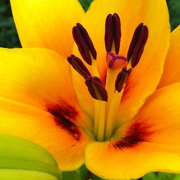 Nature Photograph - #orange #yellow #lily #flowerlover by Julia Mironova