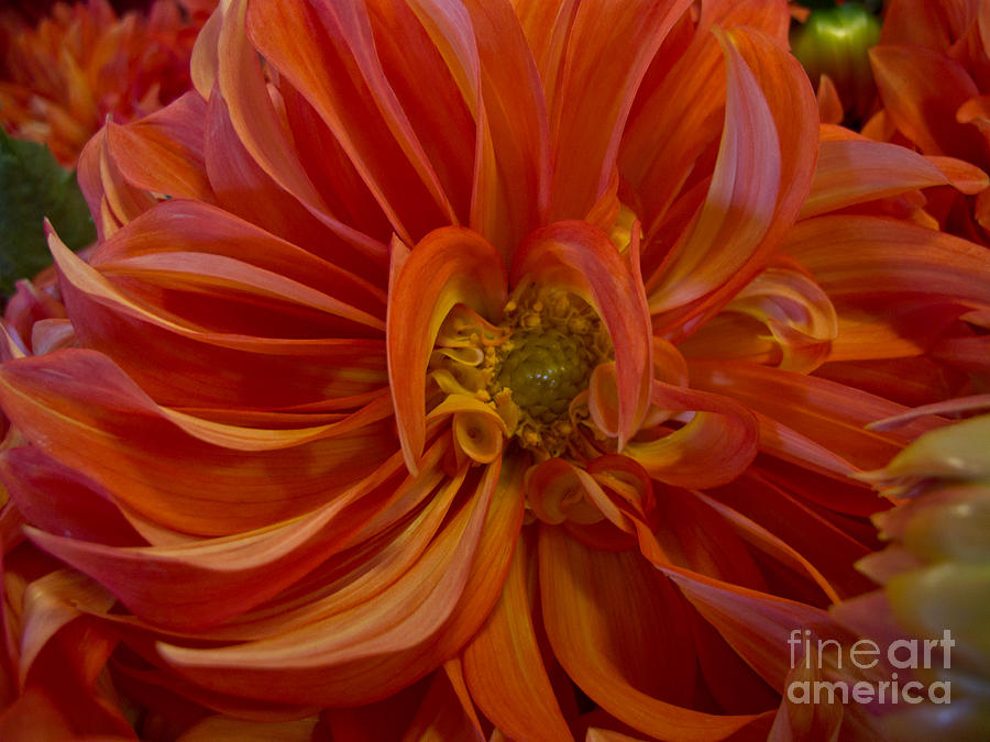 Flower Photograph - Orange You Happy by Arlene Carmel