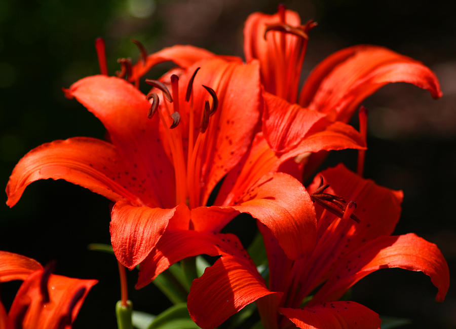 OrangeRed Lilies Photograph by Bill Barber