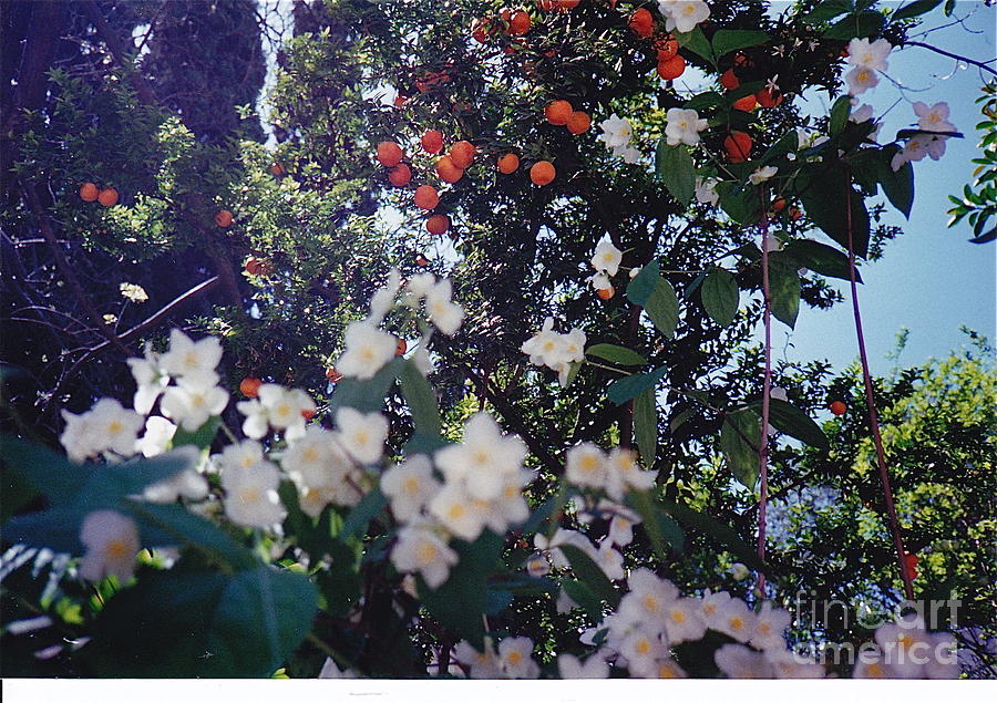 Oranges and Blossoms Photograph by Barbara Plattenburg