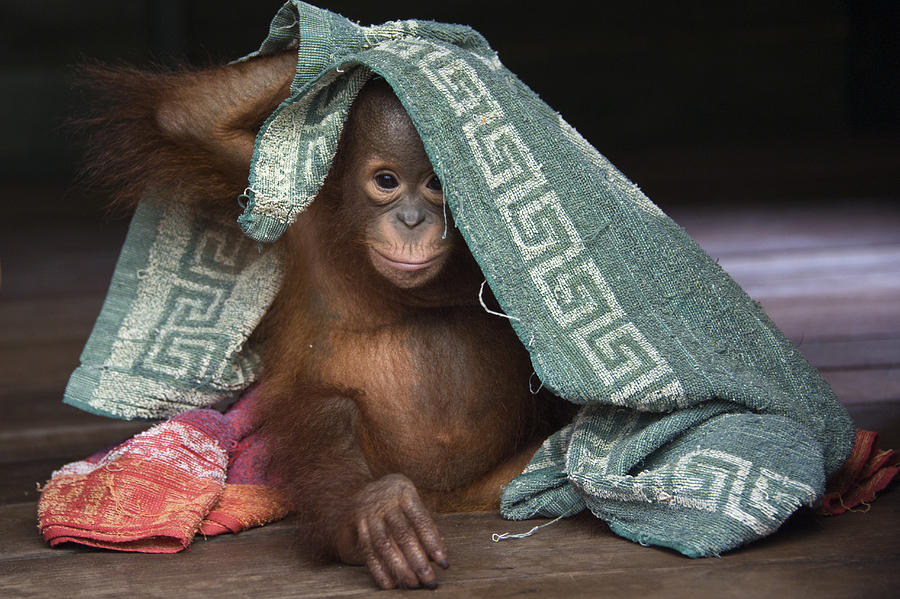 Animal Photograph - Orangutan 2yr Old Infant Playing by Suzi Eszterhas