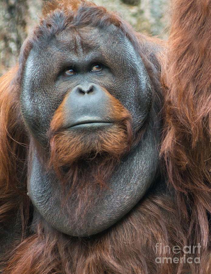 Orangutan Photograph by Andrew  Michael