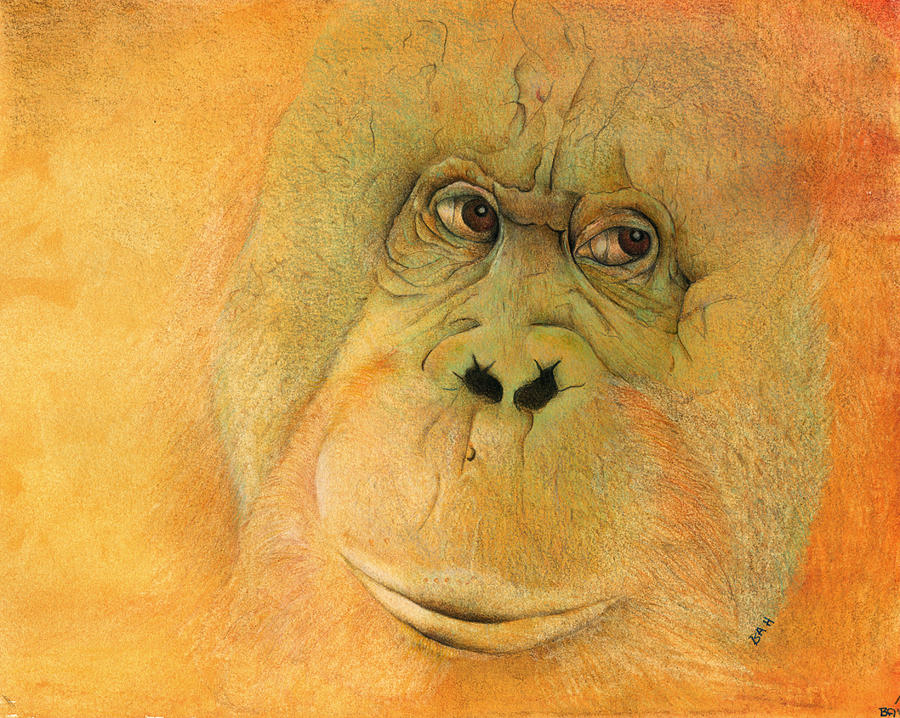 Orangutan Painting - Orangutan by Ann Hamilton