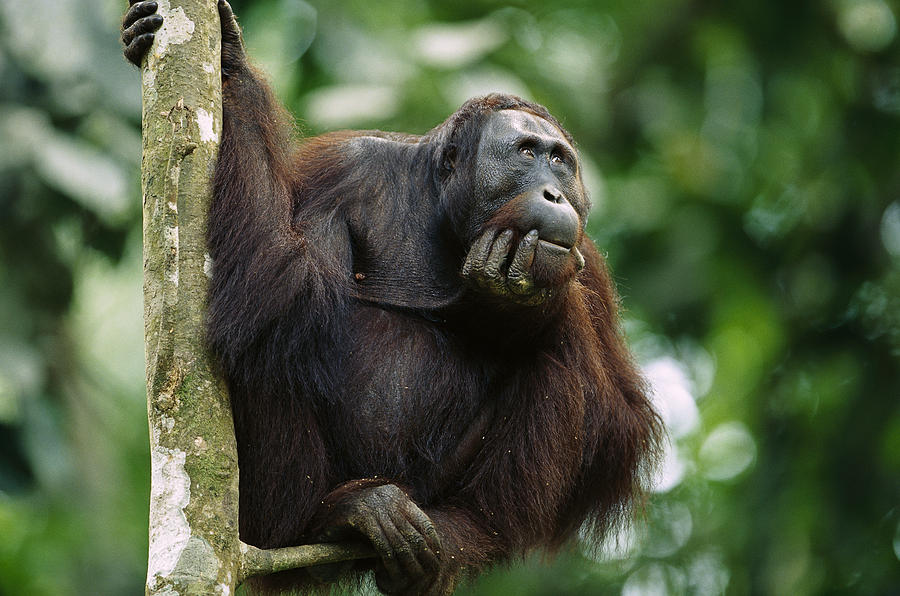 Orangutan Deep in Thought Photograph by Cyril Ruoso