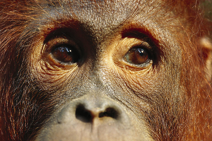 Orangutan Eyes Borneo Photograph by Cyril Ruoso