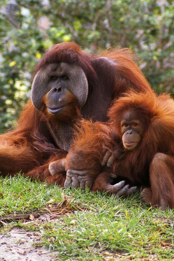 Orangutan Mother And Baby Photograph by Natural Selection Ralph Curtin ...