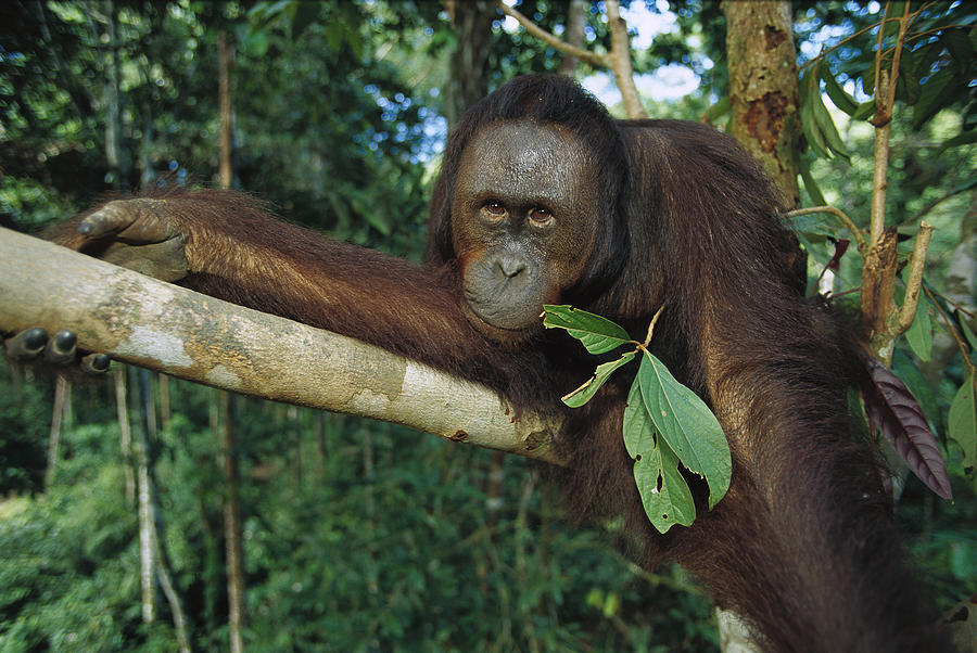 Orangutan Pongo Pygmaeus Adult Sitting Photograph by Cyril Ruoso