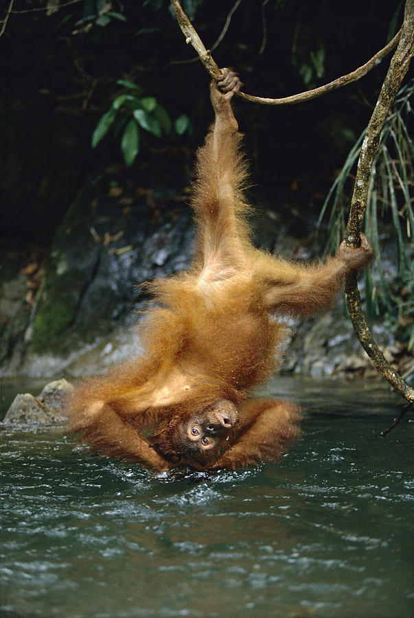 Orangutan Pongo Pygmaeus Bathing Photograph by Konrad Wothe