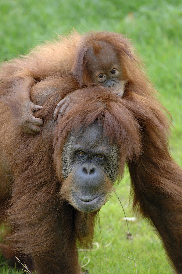 Orangutan Pongo Pygmaeus Female Photograph by Eric Baccega