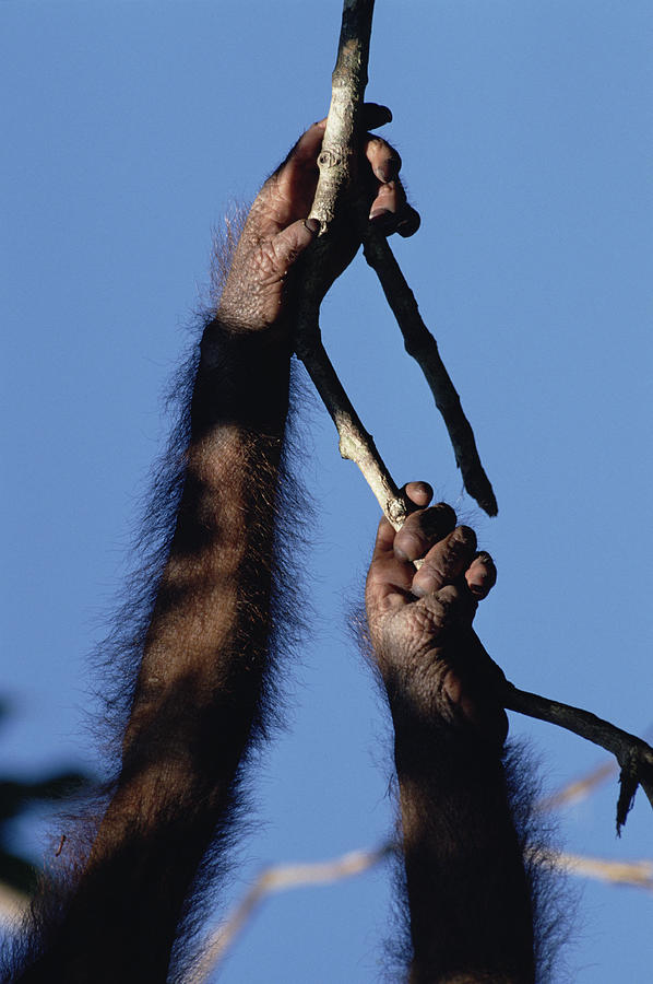 Orangutan Pongo Pygmaeus Hand And Foot Photograph by Konrad Wothe