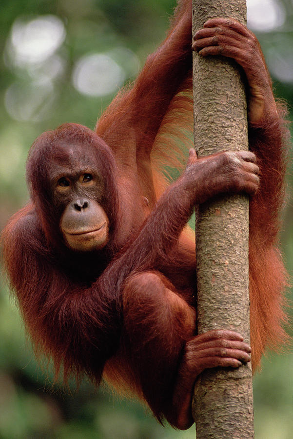 Orangutan Pongo Pygmaeus Hanging Photograph by Gerry Ellis
