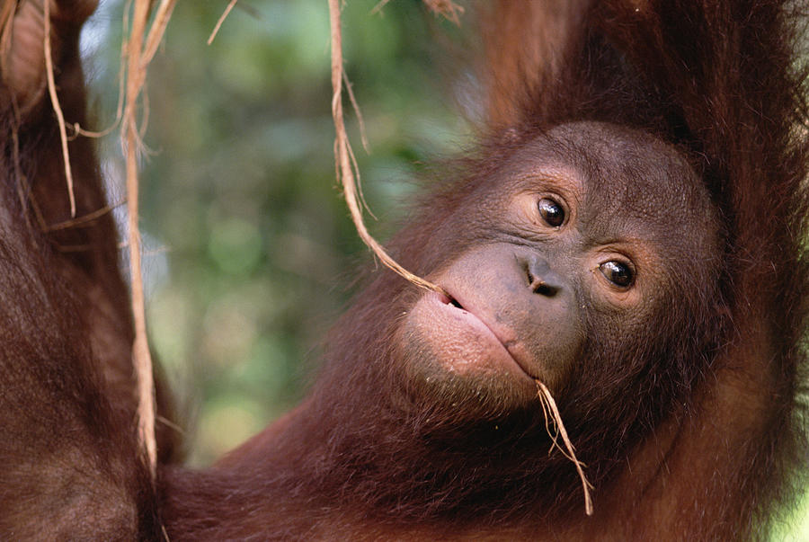 Orangutan Pongo Pygmaeus Juvenile Photograph by Gerry Ellis