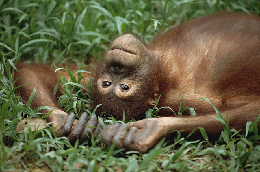 Orangutan Pongo Pygmaeus Laying Photograph by Konrad Wothe