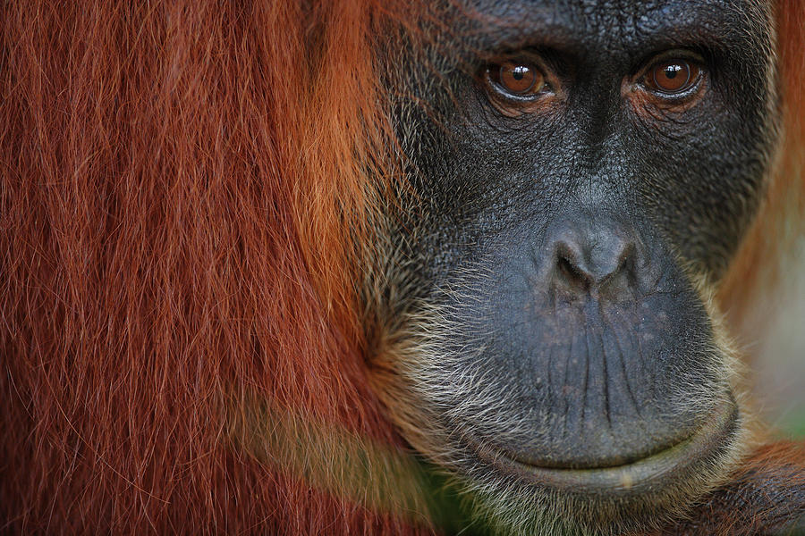 Orangutan Pongo Pygmaeus Male Portrait Photograph by Cyril Ruoso