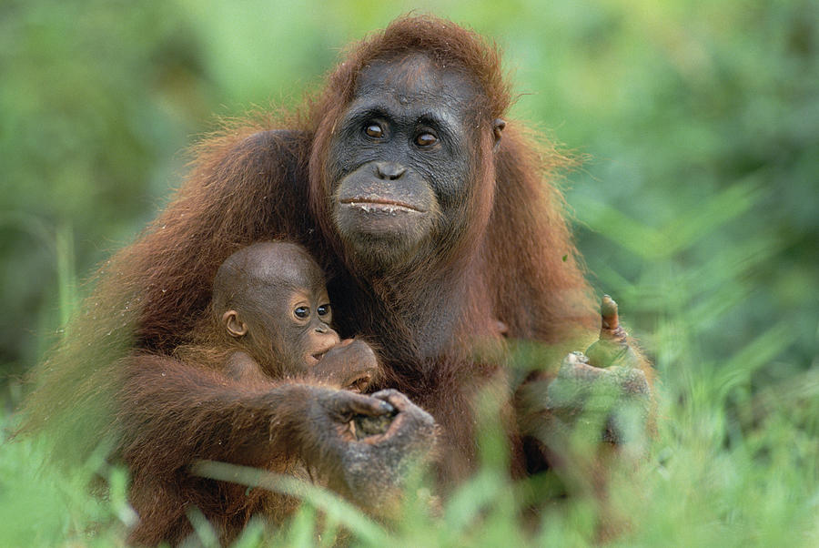 Orangutan Pongo Pygmaeus Mother Photograph by Konrad Wothe