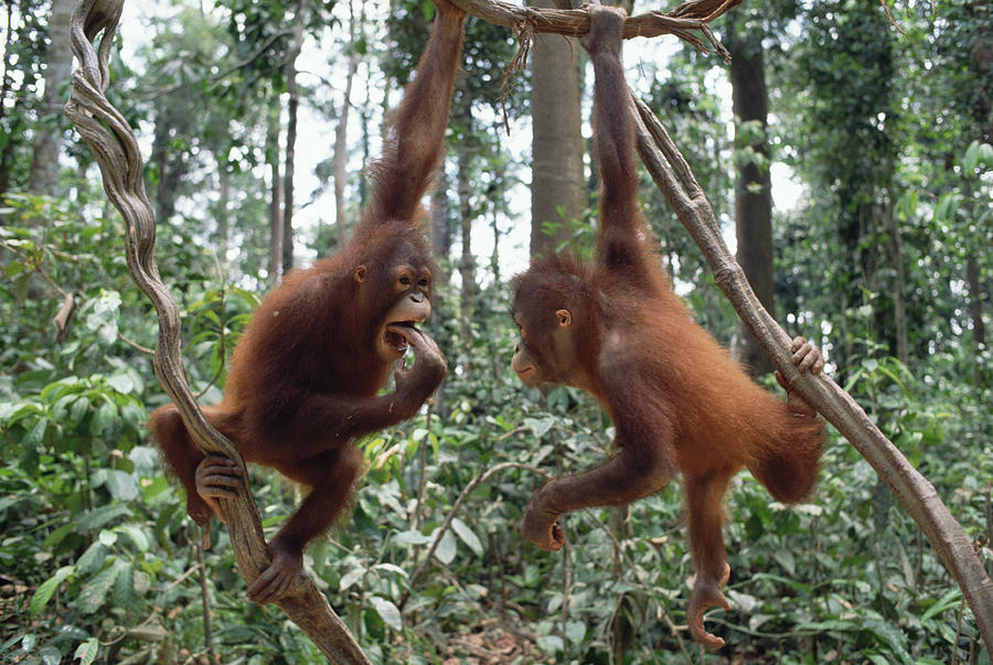 Orangutan Pongo Pygmaeus Pair Playing Photograph by Gerry Ellis