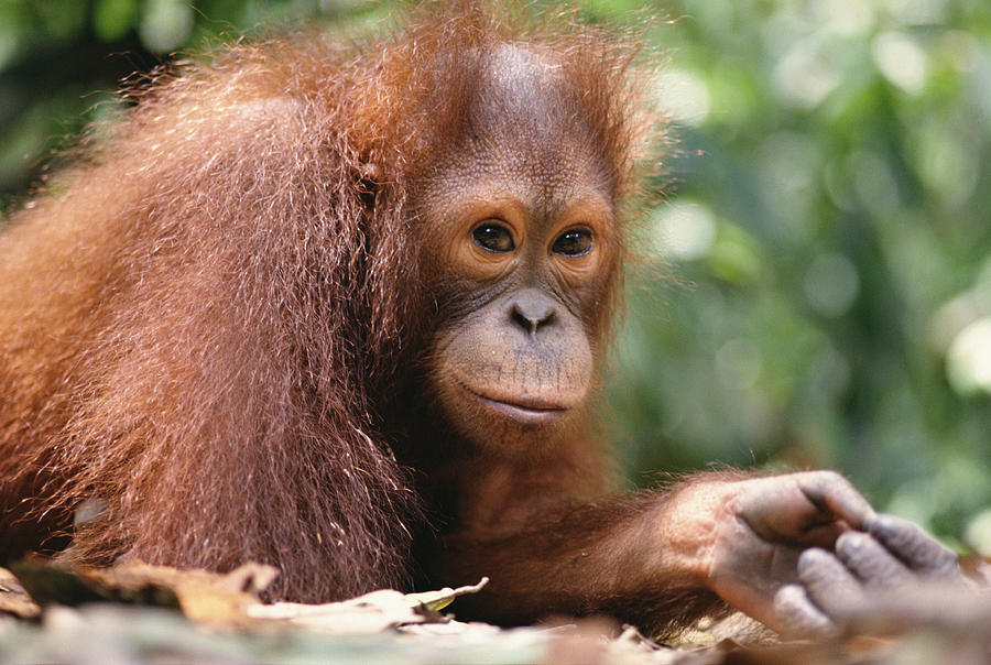 Orangutan Pongo Pygmaeus Portrait Photograph by Gerry Ellis
