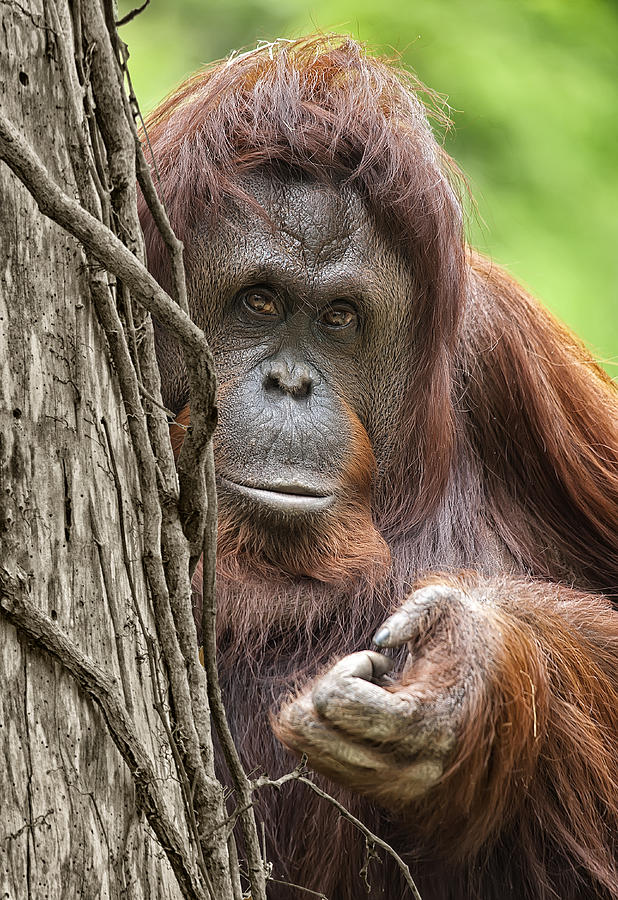Ape Photograph - Orangutan by Wade Aiken