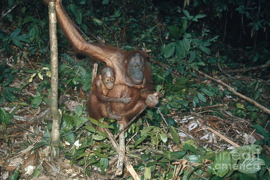 Orangutan With Baby Photograph by Edward Drews