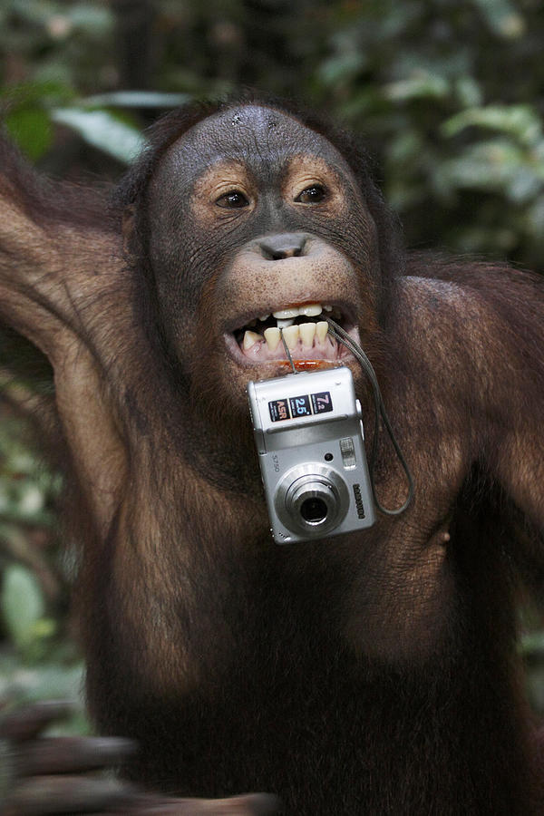 Orangutan With Tourists Camera Photograph by Hiroya Minakuchi