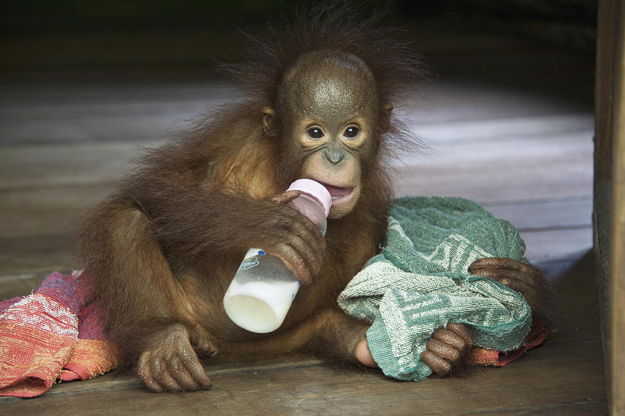 Orangutan Yr Old Infant Bottle Feeding Photograph by Suzi Eszterhas