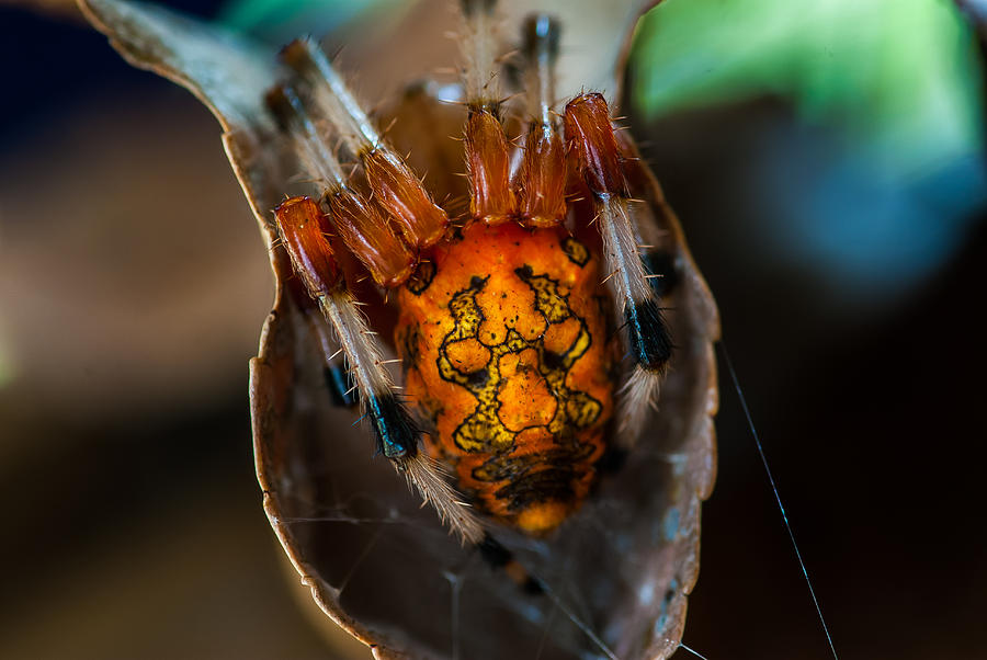 Orb Spider II Photograph by Gene Hilton
