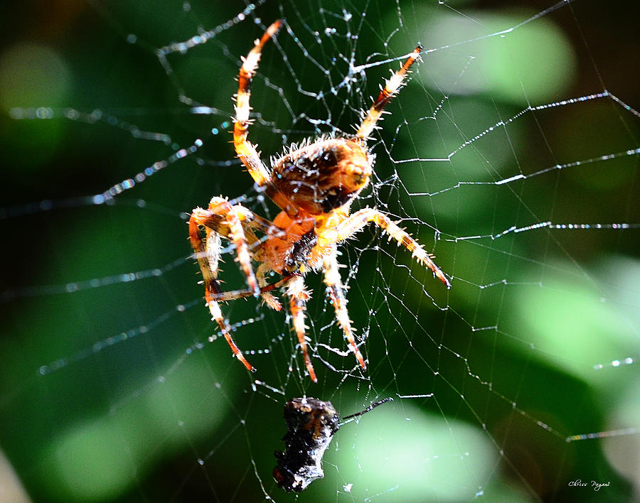 Spider Photograph - Orb Weaver and Lunch by Chriss Pagani