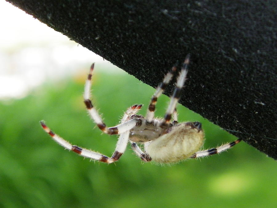 Orb Weaver Photograph by Peggy King