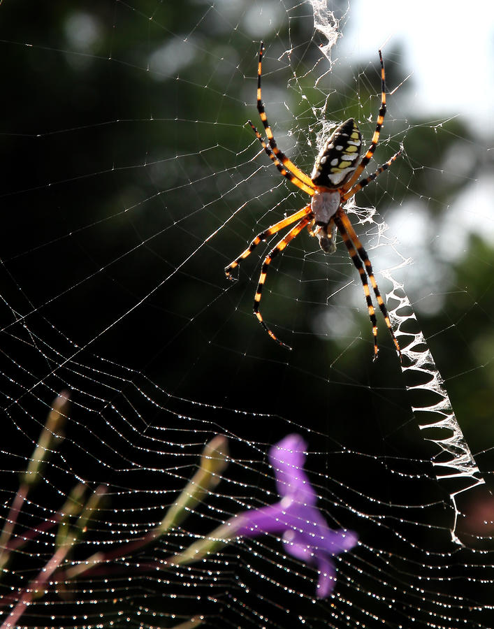 Orb Weaver Spider Photograph by Joseph G Holland